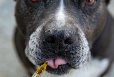 Caring for Your Furry Friend - How CBD Can Help Your Pets