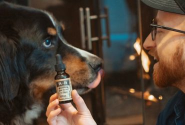 Is CBD For Pets The Same As For Humans?