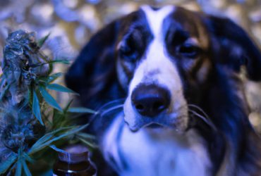 The Truth About CBD for Pets - Separating Fact from Fiction