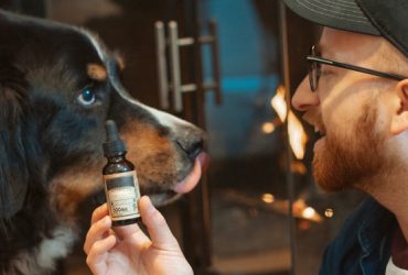 Top 5 Best CBD Oils for Dogs - Reviews and Buying Guide